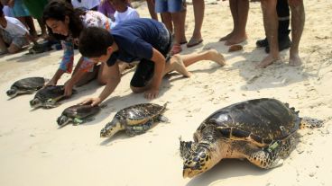 Y allí van: 65 tortugas volvieron al mar. (EFE)