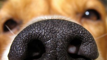 Los canes adiestrados pueden detectar en la orina el cáncer de próstata en un 93% de los casos.