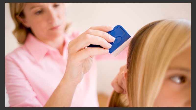 Es muy probable que los hijos se contagien de pediculosis cuando van a la escuela, al club o a una plaza.  