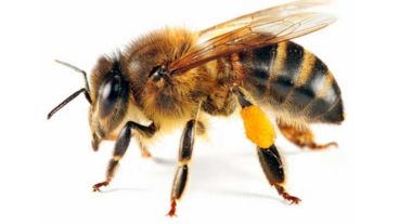 Las abejas liberan un compuesto químico cuando pican, el cual alerta a otras abejas en contra del intruso, de manera que acuden en mayor número.