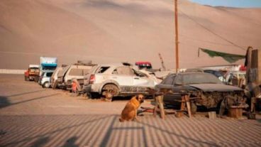 La perra que salvó al nene que estaba desnutrido.