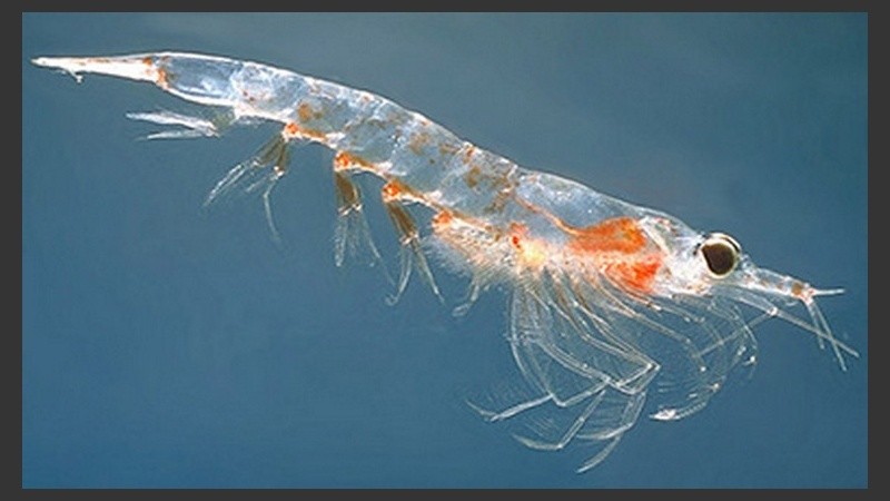 El krill es un pequeño crustáceo del que se extrae el famoso aceite.