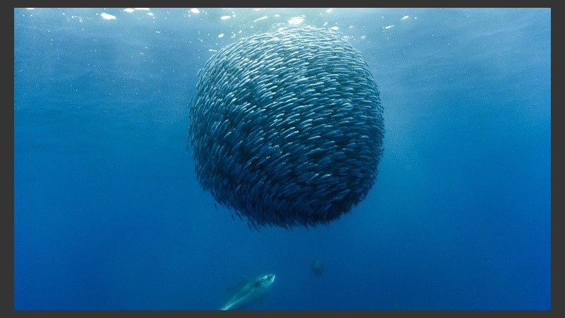 Vale la aclaración: que una imagen sea libre de derechos no significa que pueda ser utilizada para cualquier fin.