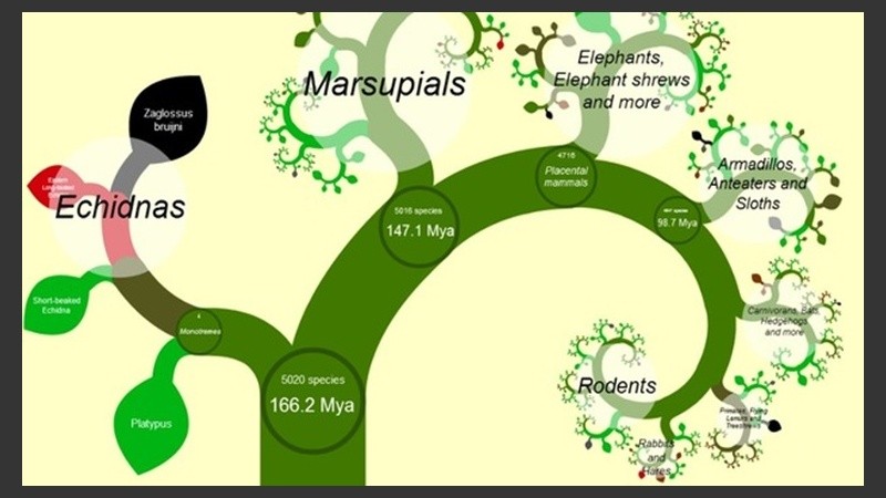 El árbol genealógico se puede consultar por internet.