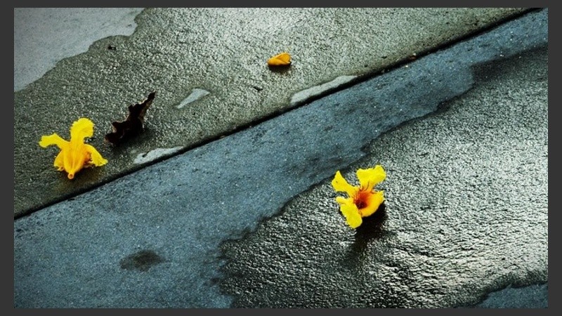 El viento dejó las flores por el piso.