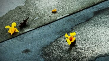 El viento dejó las flores por el piso.