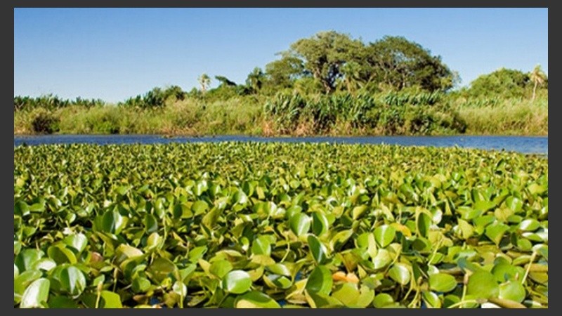 Los humedales retienen excedentes de agua que causan inundaciones y proveen agua para el consumo y la producción.