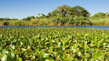 Los humedales retienen excedentes de agua que causan inundaciones y proveen agua para el consumo y la producción.