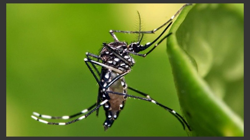 El mosquito transmite la enfermedad. 