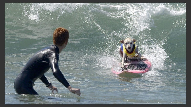 ¡Ver para creer! Se realizó en California una competencia de surf para perros. (EFE)
