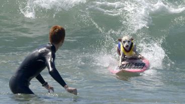 ¡Ver para creer! Se realizó en California una competencia de surf para perros. (EFE)