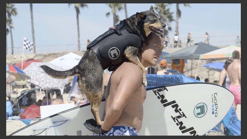 Canes de distintas nacionalidades compitieron en la localidad de Huntington Beach en la costa oeste de Estados Unidos. (EFE)