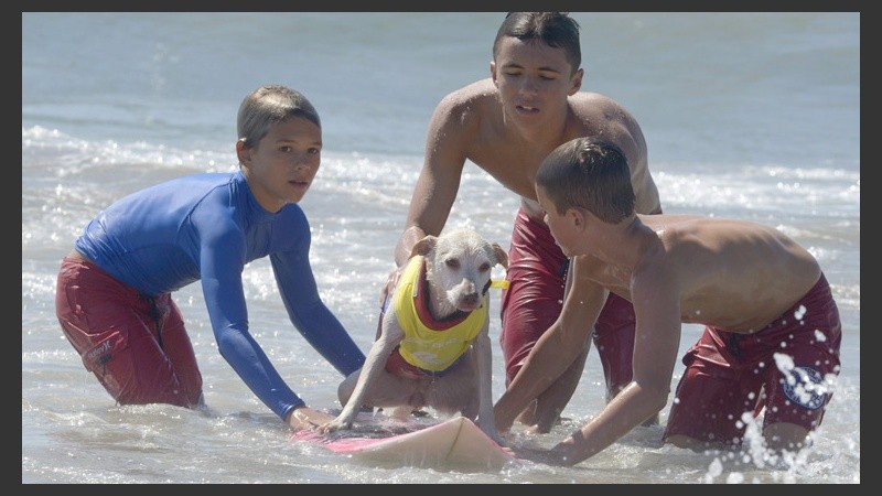 Varios chicos ayudan a un perro a subirse a la tabla. Los animales tienen horas de entrenamiento. (EFE)