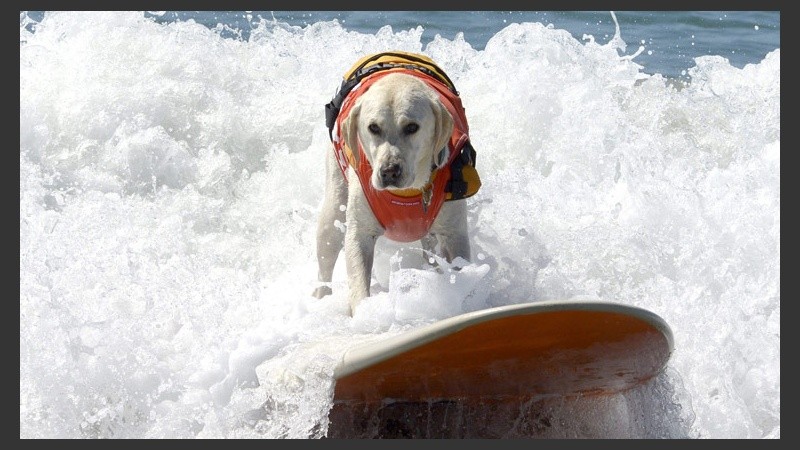Con estilo: un perro surfeando una ola. (EFE)