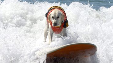 Con estilo: un perro surfeando una ola. (EFE)