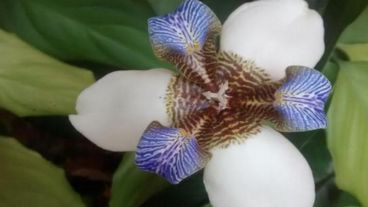 Una hermosa flor en medio de la primavera.