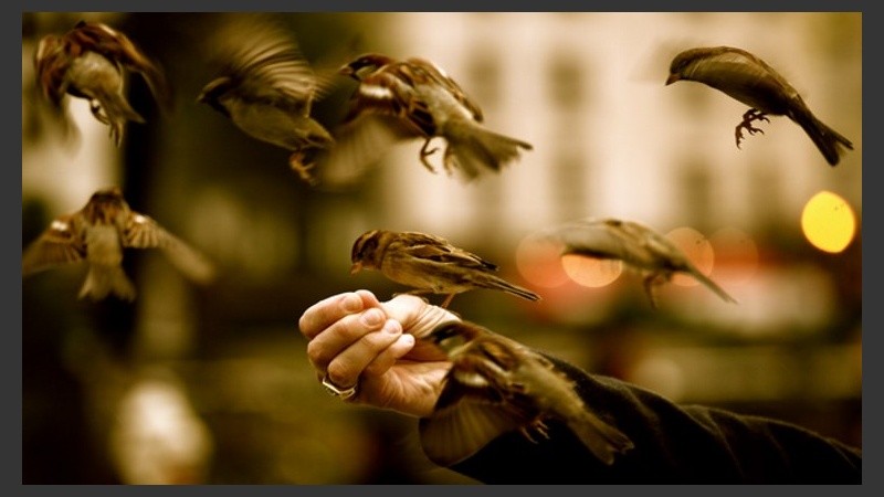 Los gorriones de acá para allá.