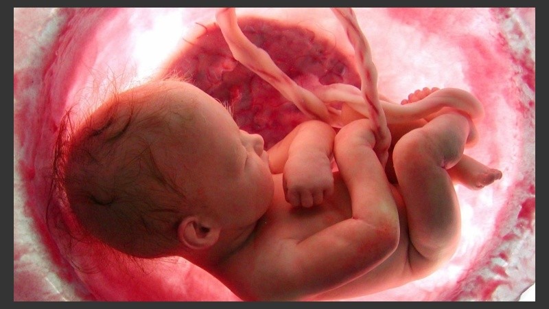 El origen de la osteogénesis es genético con lo que la terapia celular no curará la enfermedad, pero la paliará. 