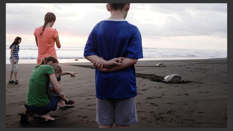 Miles de tortugas Lora llegan a las playas de Costa Rica para dejar sus huevos. (EFE)