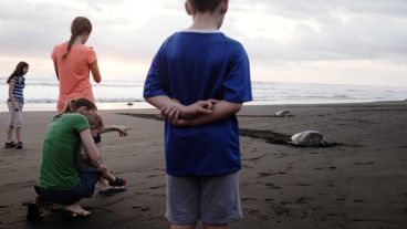 Miles de tortugas Lora llegan a las playas de Costa Rica para dejar sus huevos. (EFE)