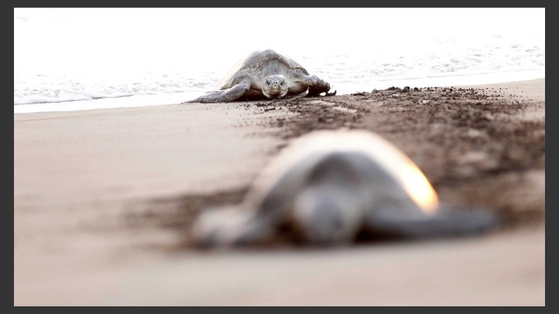 Los milenarios animales son visto en la remota playa Ostional. (EFE)