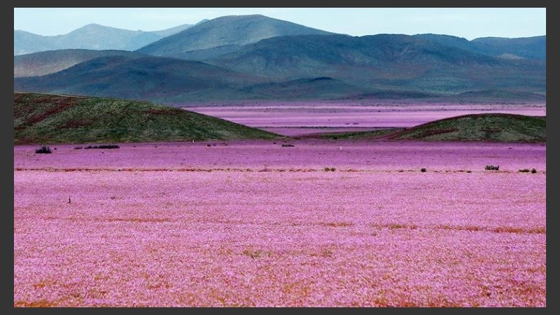 El desierto más árido del mundo, más lindo que nunca. 
