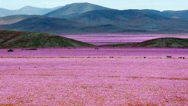 El desierto más árido del mundo, más lindo que nunca.