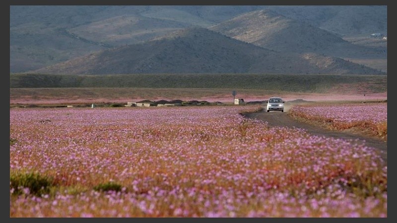El desierto más árido del mundo, más lindo que nunca. 