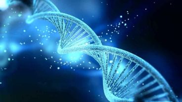 El 98 % del material genético humano es considerado como ADN "basura" porque no tiene una función concreta.