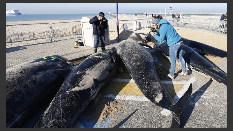 Un grupo de 10 cetáceos tocaron tierra y siete de ellos perdieron la vida. (EFE)