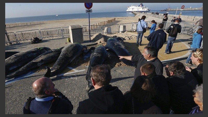 La playa en la localidad de Calais donde fueron encontrados los animales. (EFE)
