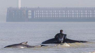 Tres ballenas fueron devueltas al mar en el Canal de la Mancha. (EFE)