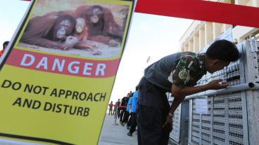 Un funcionario del Parque Nacional Tailandés observa a un orangután confiscado en una jaula antes de ser embarcado. (EFE)