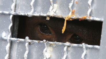 Los animales fueron confiscados desde el 2010 en Tailandia. (EFE)