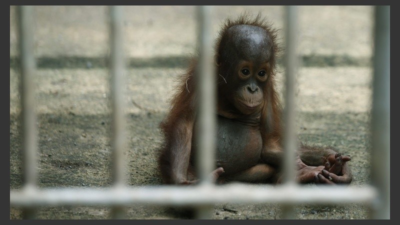 Uno de los orangutanes antes de ser metido en la jaula de traslado. (EFE)