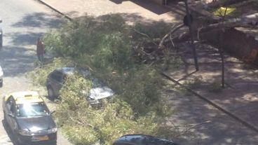La rama caída sobre el auto.
