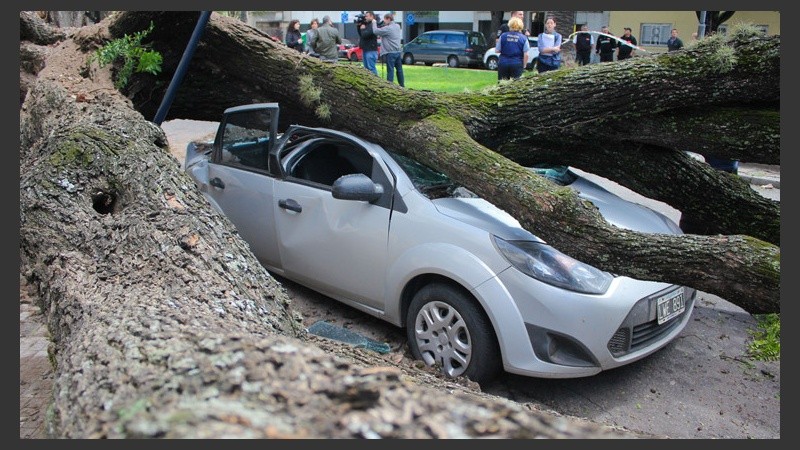 Un vehículos totalmente aplastado por el árbol caído este jueves por los intensos vientos. (Alan Monzón/Rosario3.com)