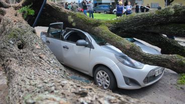 Un vehículos totalmente aplastado por el árbol caído este jueves por los intensos vientos. (Alan Monzón/Rosario3.com)