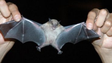 Se impusieron también controles sobre la cría de todos los animales salvajes.