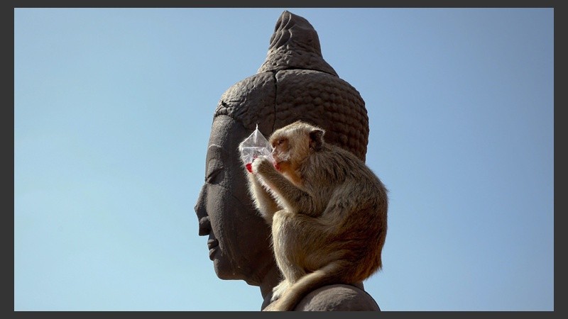 Los animales invaden un templo en la ciudad de Lopburi  para alimentarse. (EFE)