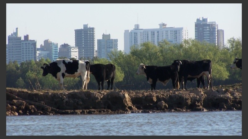 El río crece y la provincia alertó a los productores con ganado en la isla.