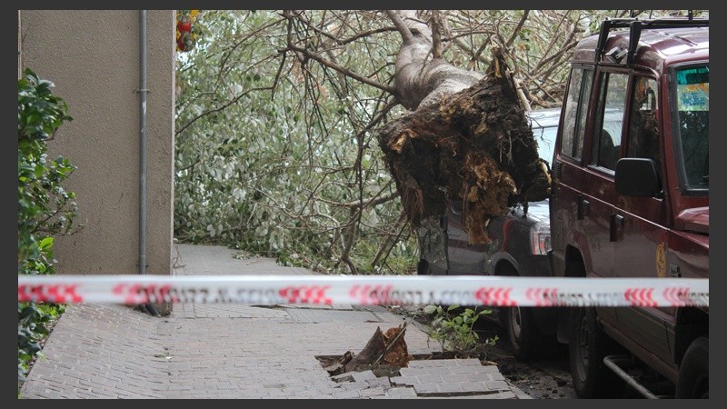 La raíz del árbol que cayó sobre la camioneta en la zona de Corrientes al 100. (Rosario3.com)