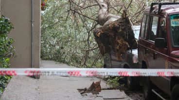 La raíz del árbol que cayó sobre la camioneta en la zona de Corrientes al 100. (Rosario3.com)