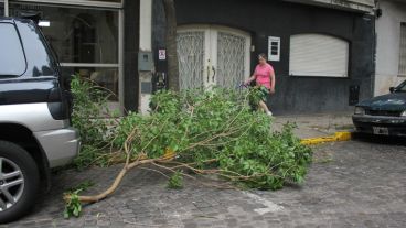 Muchas ramas caídas se pudieron observar en gran parte de la ciudad. (Rosario3.com)