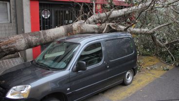Un árbol aplastó una camioneta en Jujuy y Corrientes.