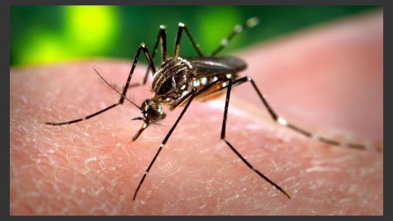 El dengue presente en Santa Fe, a través del turismo.