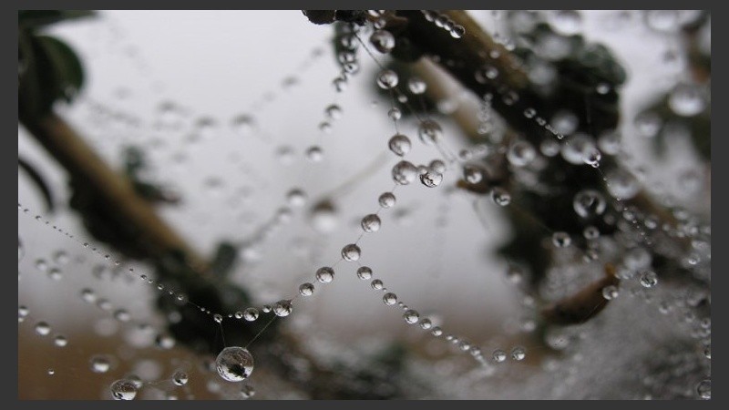 Rocío entre el verde.