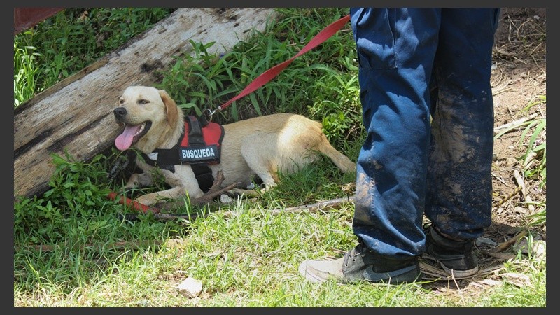 Uno de los perros rescatistas en la zona del la desembocadura del Arroyo Saladillo.