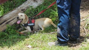 Uno de los perros rescatistas en la zona del la desembocadura del Arroyo Saladillo.
