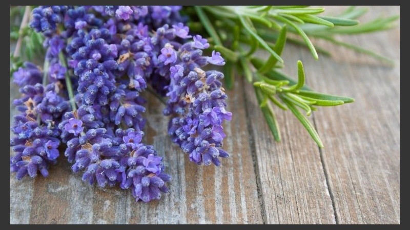 La lavanda decora de forma muy agradable las habitaciones creando un entorno de calma y sosiego.